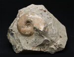 頭足類の最終進化系の一つ、北海道産のテトラゴニテス（Tetragonites glabrus）の化石
