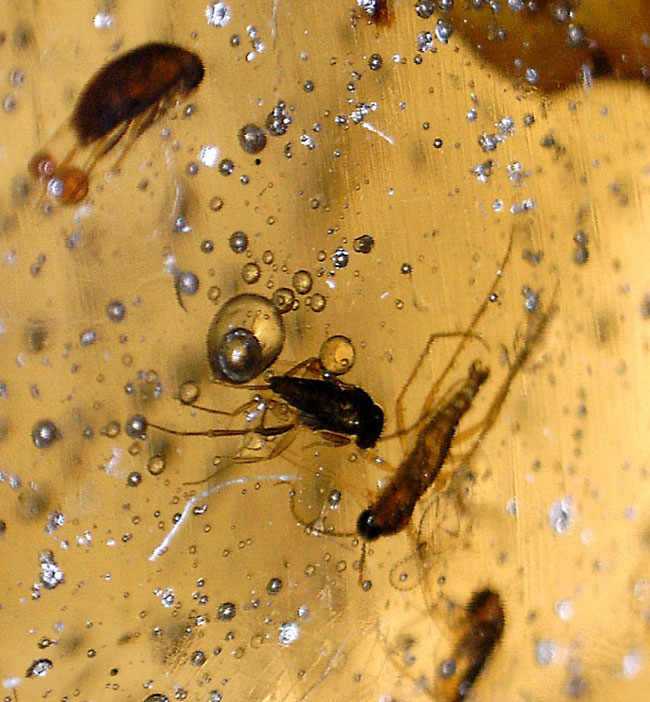こんなに大きな葉が含まれたコーパルを見たことがあるでしょうか?クモ、他たくさんの虫を内包したマダガスカル産の虫入りコーパル。(その11)