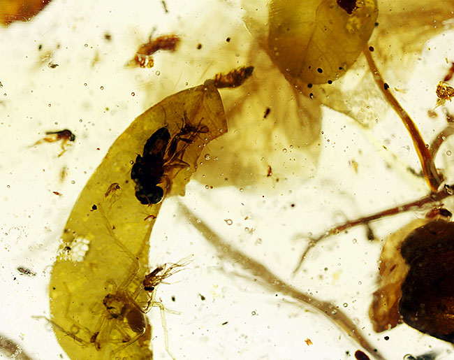 こんなに大きな葉が含まれたコーパルを見たことがあるでしょうか？クモ、他たくさんの虫を内包したマダガスカル産の虫入りコーパル。（その14）