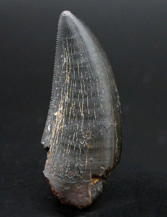 2016年に記載されたばかりの新恐竜、ティラノサウルス上科、ティムルレンギア(Timurlengia euotica)。アジアのティラノサウルスの仲間。(その1)