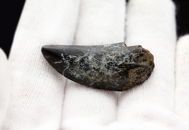 2016年に記載されたばかりの新恐竜、ティラノサウルス上科、ティムルレンギア(Timurlengia euotica)。アジアのティラノサウルスの仲間。(その10)