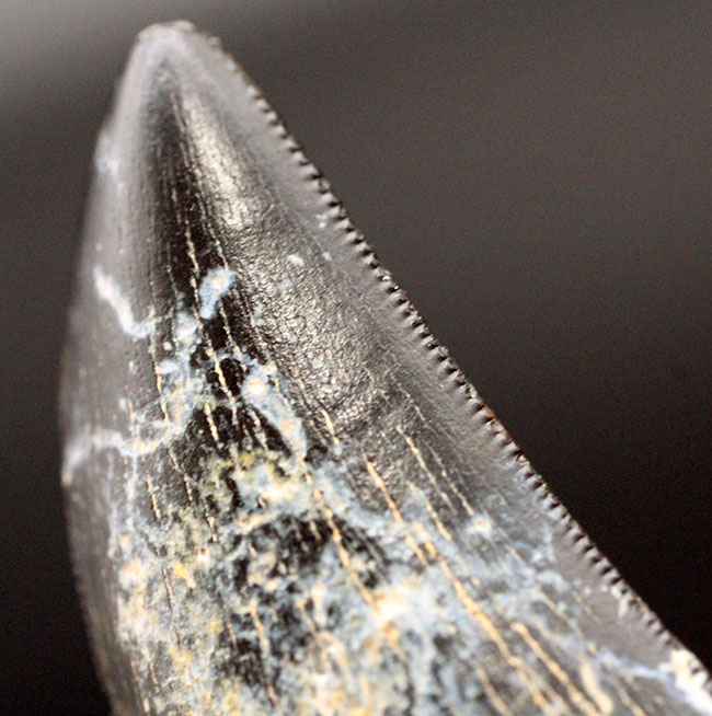2016年に記載されたばかりの新恐竜、ティラノサウルス上科、ティムルレンギア(Timurlengia euotica)。アジアのティラノサウルスの仲間。(その11)