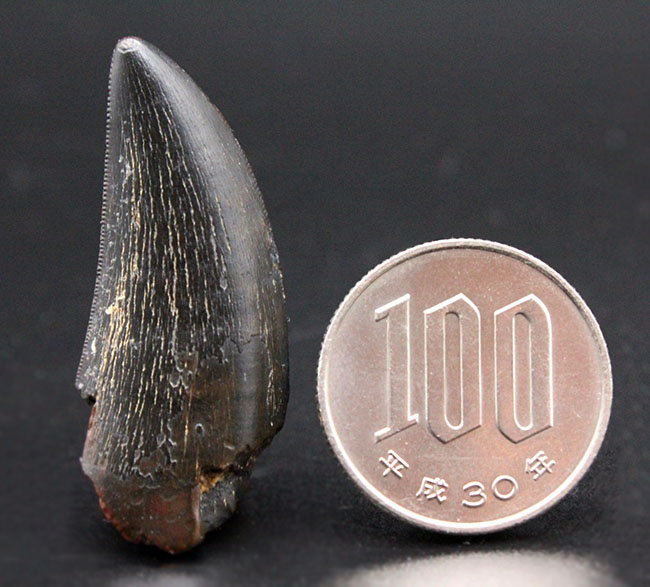 2016年に記載されたばかりの新恐竜、ティラノサウルス上科、ティムルレンギア(Timurlengia euotica)。アジアのティラノサウルスの仲間。(その12)