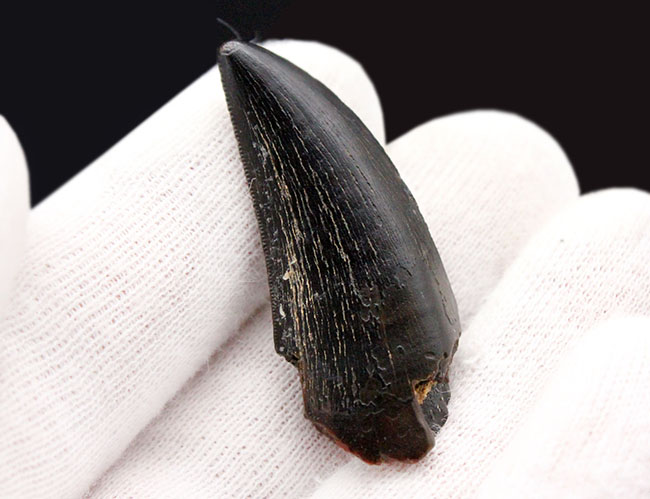2016年に記載されたばかりの新恐竜、ティラノサウルス上科、ティムルレンギア(Timurlengia euotica)。アジアのティラノサウルスの仲間。(その2)