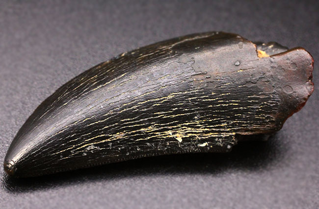 2016年に記載されたばかりの新恐竜、ティラノサウルス上科、ティムルレンギア(Timurlengia euotica)。アジアのティラノサウルスの仲間。(その3)