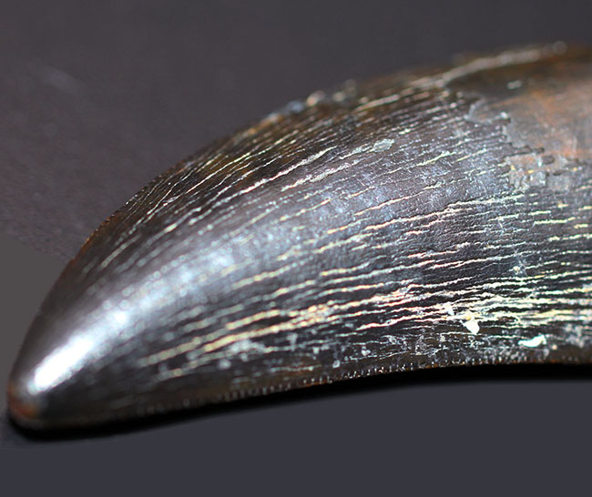 2016年に記載されたばかりの新恐竜、ティラノサウルス上科、ティムルレンギア(Timurlengia euotica)。アジアのティラノサウルスの仲間。(その4)