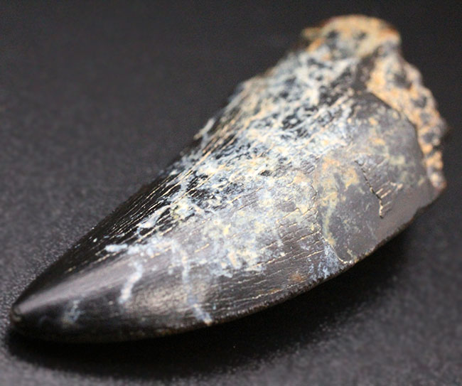 2016年に記載されたばかりの新恐竜、ティラノサウルス上科、ティムルレンギア(Timurlengia euotica)。アジアのティラノサウルスの仲間。(その9)