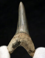 ビッグ！国産マニアックシリーズ！保存状態抜群のアオザメの歯化石