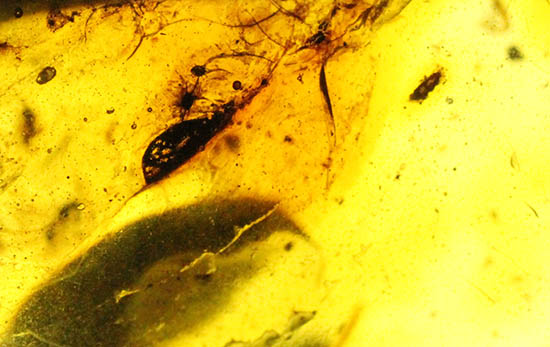 ルーペをお持ちの方限定！３千万年前の虫を発見しよう！バルト海産虫入り琥珀（その3）