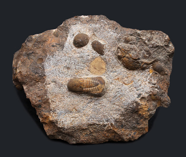 三葉虫界のドリフターズ（流れ者）、キクロピゲ（Cyclopyge）のマルチプレート化石（その1）