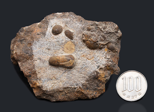 三葉虫界のドリフターズ（流れ者）、キクロピゲ（Cyclopyge）のマルチプレート化石（その9）