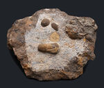 三葉虫界のドリフターズ（流れ者）、キクロピゲ（Cyclopyge）のマルチプレート化石