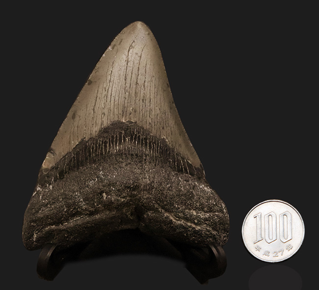 保存状態良好!ナチュラルであることが確認済みの希少なメガロドン(Megalodon)の歯化石(その10)
