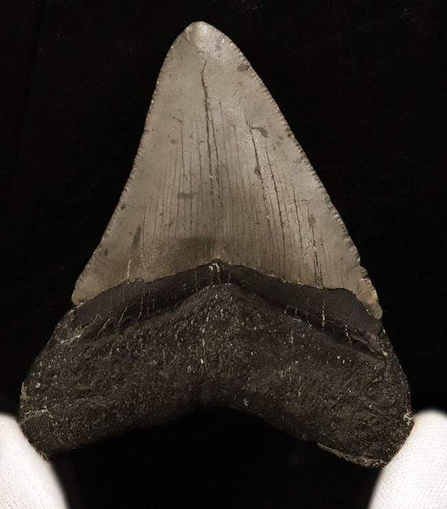 保存状態良好!ナチュラルであることが確認済みの希少なメガロドン(Megalodon)の歯化石(その2)