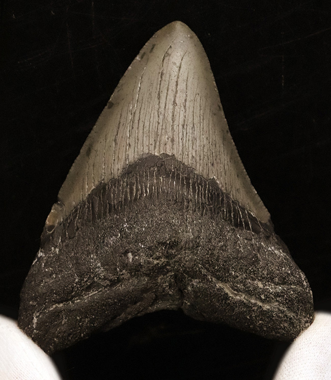保存状態良好!ナチュラルであることが確認済みの希少なメガロドン(Megalodon)の歯化石(その3)