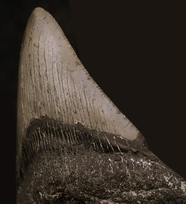 保存状態良好!ナチュラルであることが確認済みの希少なメガロドン(Megalodon)の歯化石(その4)