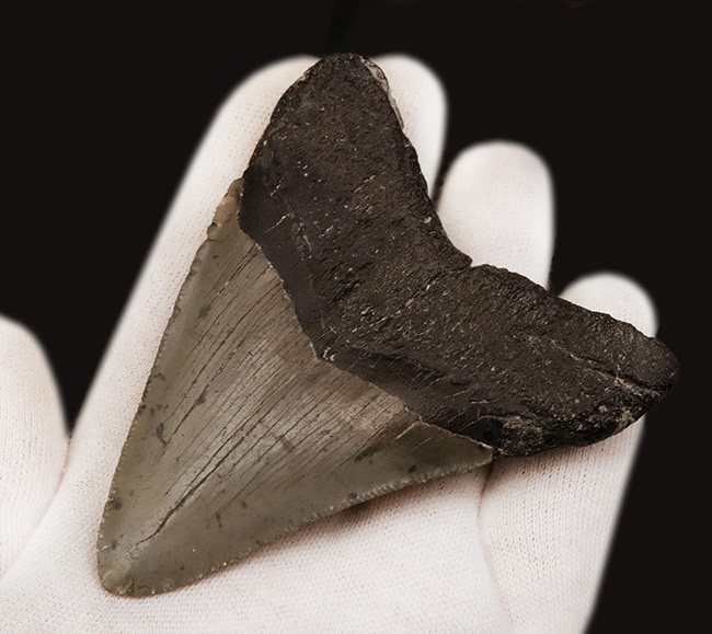 保存状態良好!ナチュラルであることが確認済みの希少なメガロドン(Megalodon)の歯化石(その5)
