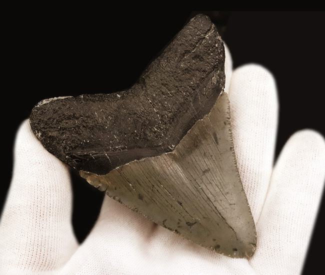 保存状態良好!ナチュラルであることが確認済みの希少なメガロドン(Megalodon)の歯化石(その6)