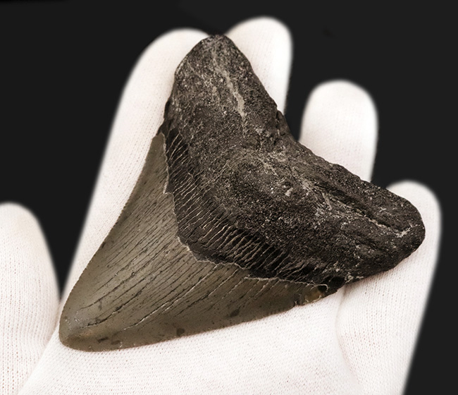 保存状態良好!ナチュラルであることが確認済みの希少なメガロドン(Megalodon)の歯化石(その7)