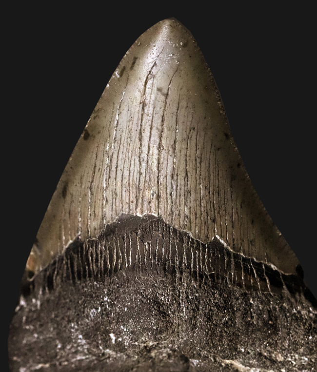 保存状態良好!ナチュラルであることが確認済みの希少なメガロドン(Megalodon)の歯化石(その8)