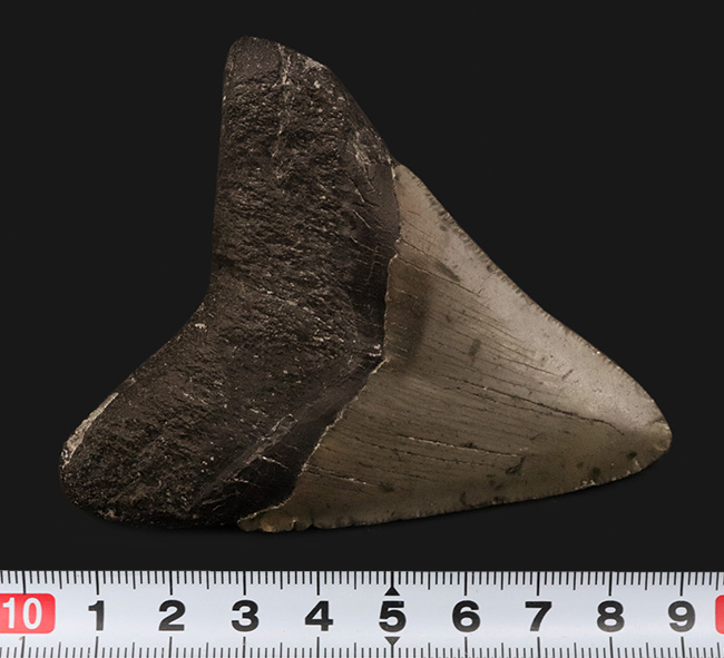 保存状態良好!ナチュラルであることが確認済みの希少なメガロドン(Megalodon)の歯化石(その9)