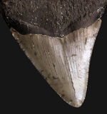 保存状態良好！ナチュラルであることが確認済みの希少なメガロドン（Megalodon）の歯化石