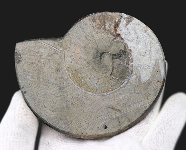 ジグザグ模様で有名！アンモナイトの始祖、ゴニアタイト（Goniatite）の大判化石（その5）
