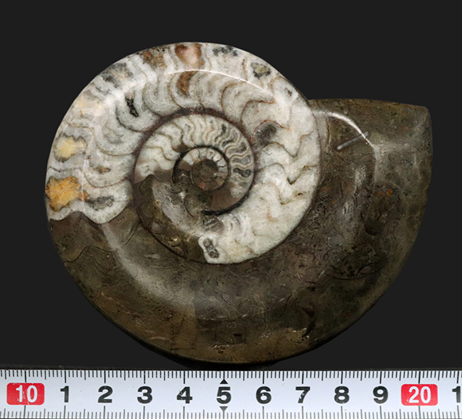 ジグザグ模様で有名！アンモナイトの始祖、ゴニアタイト（Goniatite