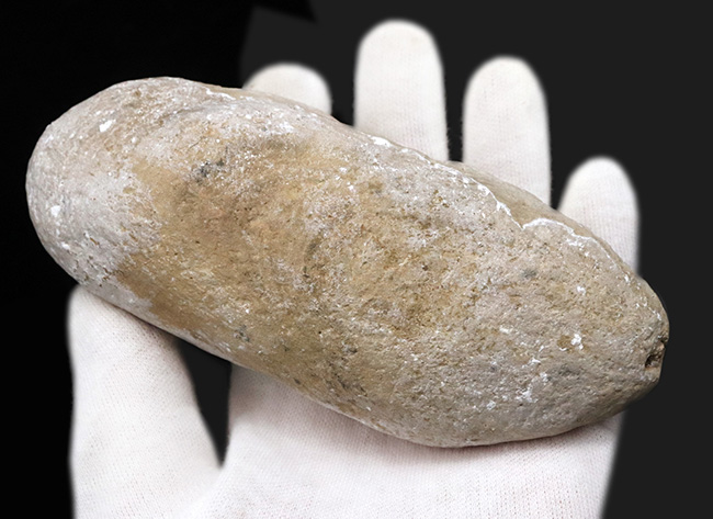 サービスプライス！典型的なノジュール！約１億年前の汽水域で棲息していた古代魚の化石（その4）
