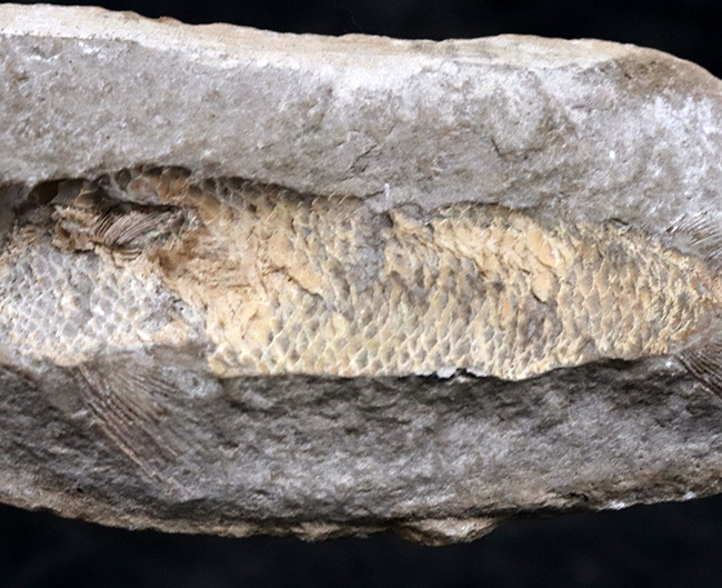 サービスプライス！典型的なノジュール！約１億年前の汽水域で棲息していた古代魚の化石（その6）