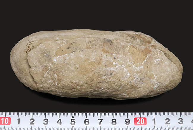 サービスプライス！典型的なノジュール！約1億年前の汽水域で棲息し