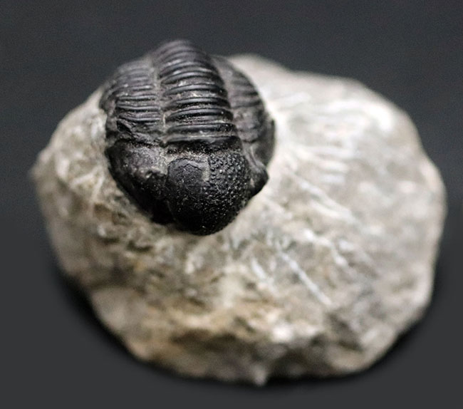 チャーム（ペット） 形状お任せ モロッコ産 三葉虫（ファコプス