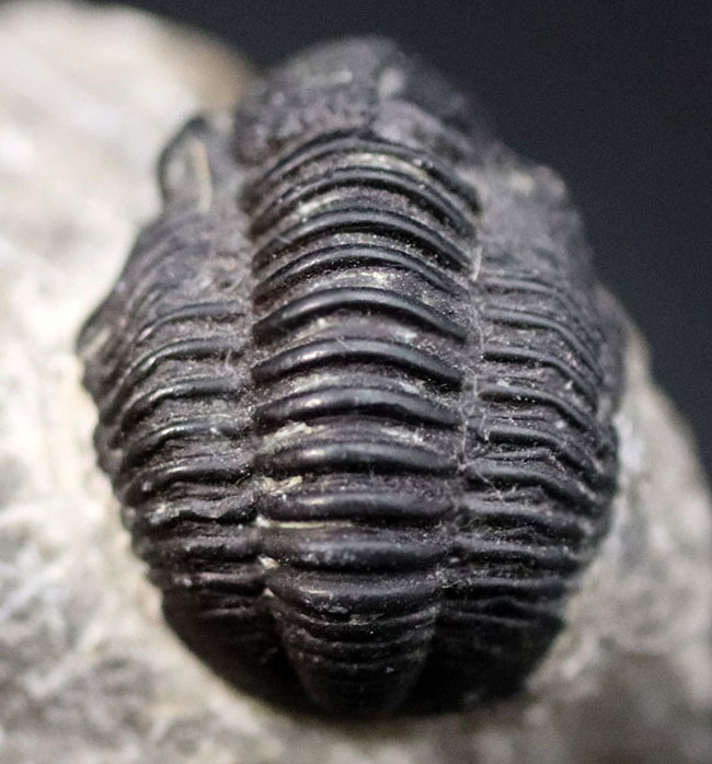 モロッコ産の三葉虫、ファコプス（Phacops）の化石（その4）