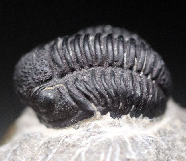 チャーム（ペット） 形状お任せ モロッコ産 三葉虫（ファコプス