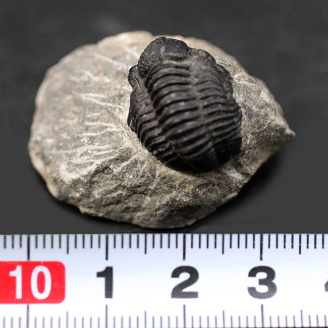 モロッコ産の三葉虫、ファコプス（Phacops）の化石（その6）