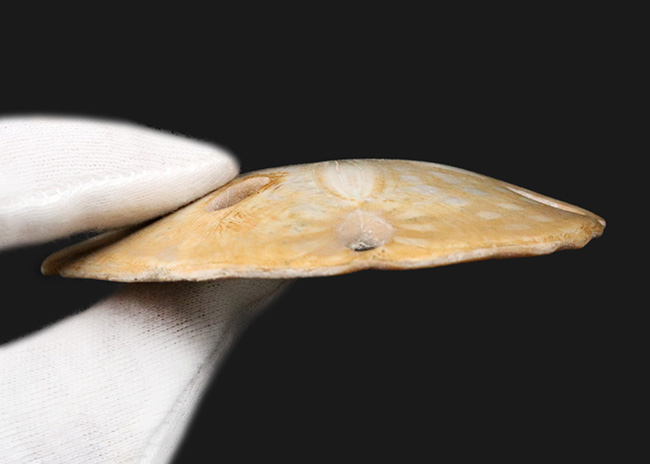 保存状態、極めて良好！６番目の穴が特徴的なウニ、メリテラ（Mellitella）の化石（その7）