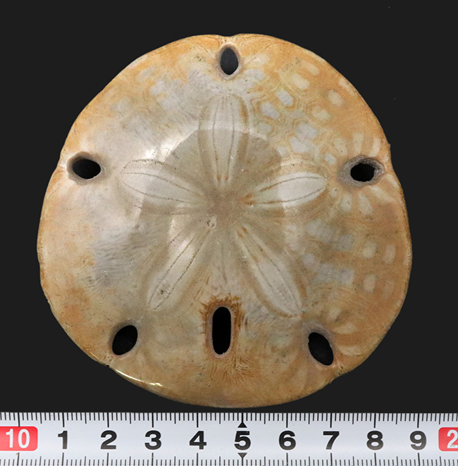 海*檎様 Fellaster zelandiae ウニの殻　カシパン 海*檎様 Fellaster zelandiae ウニの殻 カシパン 海*檎様