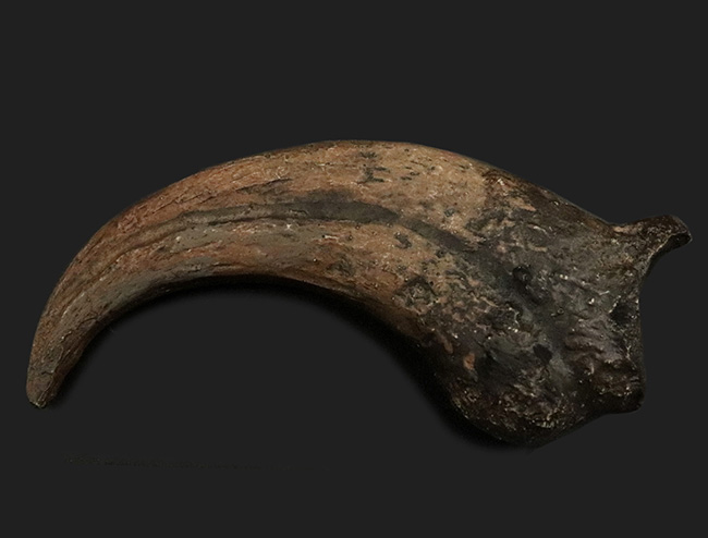 1点もの、北米の人気獣脚類、デイノニクス(Deinonichus)の象徴とも言えるキリングクローを模したレプリカ(その1)