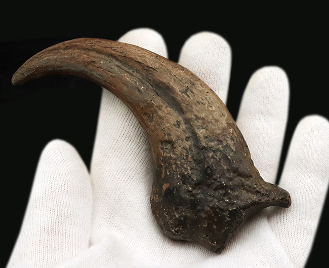 1点もの、北米の人気獣脚類、デイノニクス(Deinonichus)の象徴とも言えるキリングクローを模したレプリカ(その2)