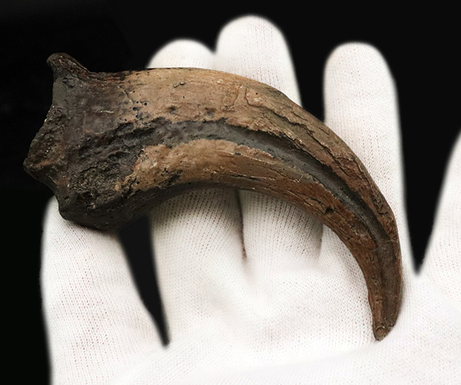 1点もの、北米の人気獣脚類、デイノニクス(Deinonichus)の象徴とも言えるキリングクローを模したレプリカ(その3)