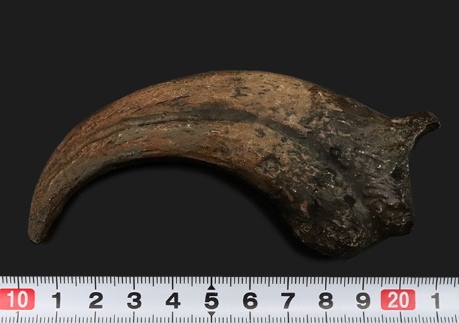 1点もの、北米の人気獣脚類、デイノニクス(Deinonichus)の象徴とも言えるキリングクローを模したレプリカ(その4)
