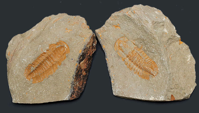 ごく初期の有名な三葉虫、パラドキシデスの化石。ネガとポジの両サイドが揃っています！（その1）