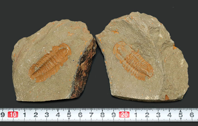 ごく初期の有名な三葉虫、パラドキシデスの化石。ネガとポジの両サイドが揃っています！（その10）