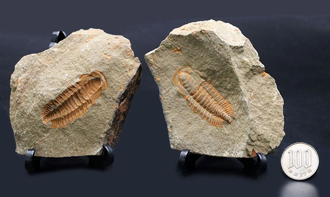 ごく初期の有名な三葉虫、パラドキシデスの化石。ネガとポジの両サイドが揃っています！（その11）