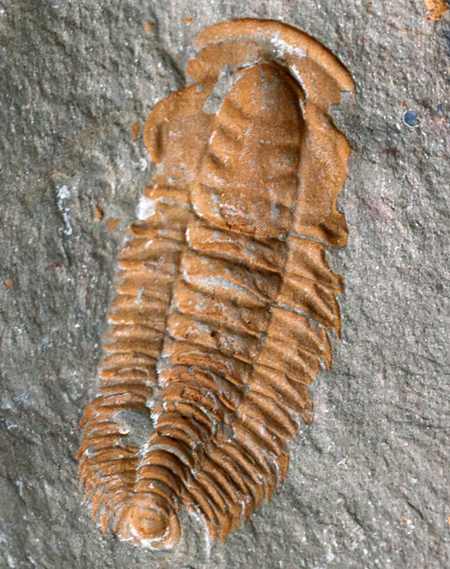 ごく初期の有名な三葉虫、パラドキシデスの化石。ネガとポジの両サイドが揃っています！（その2）
