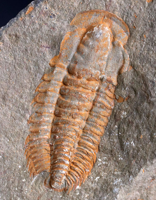 ごく初期の有名な三葉虫、パラドキシデスの化石。ネガとポジの両サイドが揃っています！（その3）