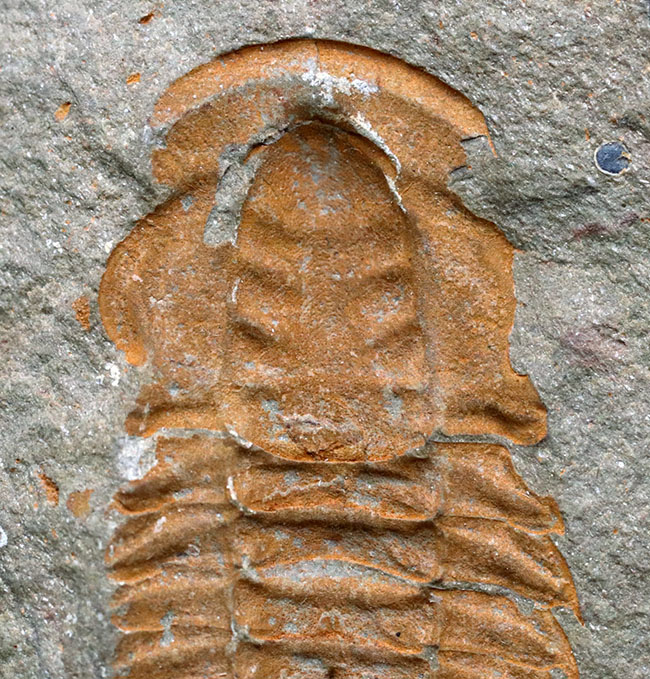 ごく初期の有名な三葉虫、パラドキシデスの化石。ネガとポジの両サイドが揃っています！（その4）