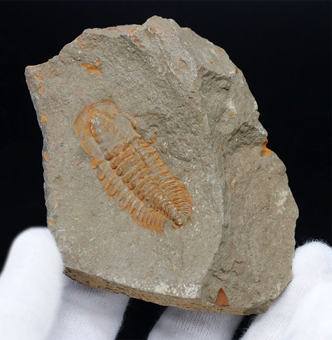 ごく初期の有名な三葉虫、パラドキシデスの化石。ネガとポジの両サイドが揃っています！（その5）