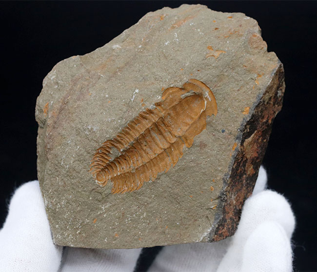 ごく初期の有名な三葉虫、パラドキシデスの化石。ネガとポジの両サイドが揃っています！（その6）