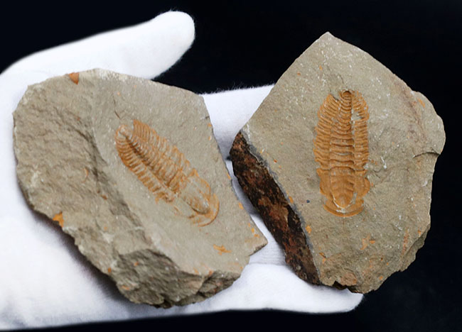 ごく初期の有名な三葉虫、パラドキシデスの化石。ネガとポジの両サイドが揃っています！（その7）